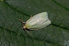 Green Oak Tortrix [Tortrix viridana]