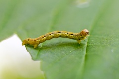 Mottled Umber [Erannis defoliaria]