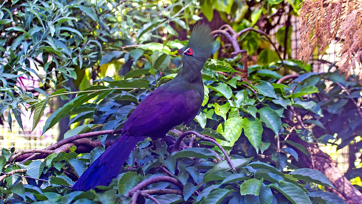 Guinea Turaco [Tauraco persa buffoni] 