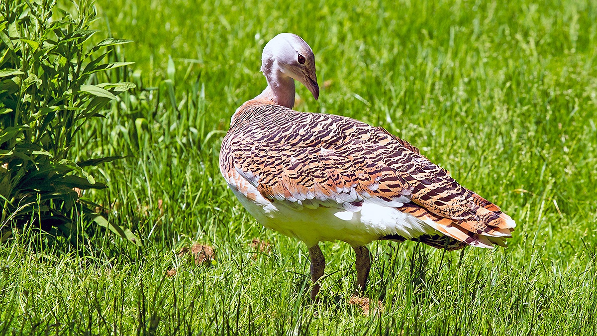 Great Bustard [Otis tarda tarda] 