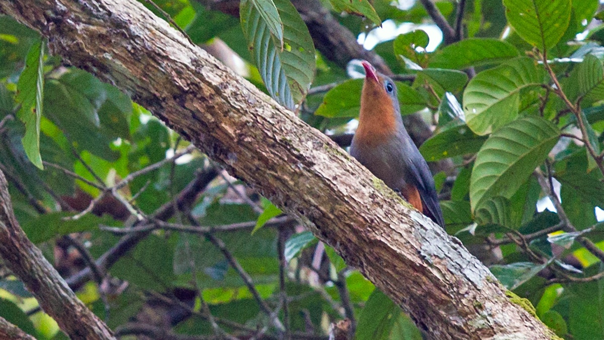 Red-billed Malkoha [Zanclostomus javanicus pallidus] 