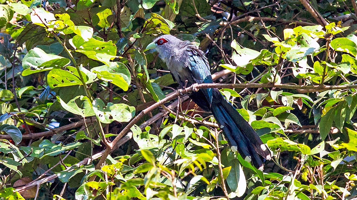 Black-bellied Malkoha [Phaenicophaeus diardi diardi] 