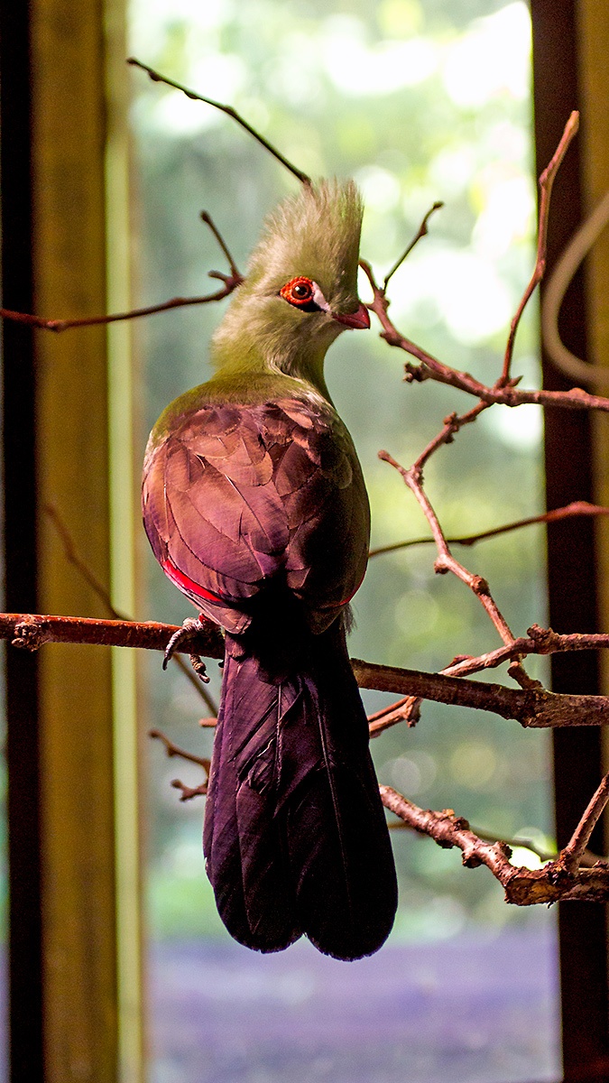 Guinea Turaco [Tauraco persa buffoni]  
