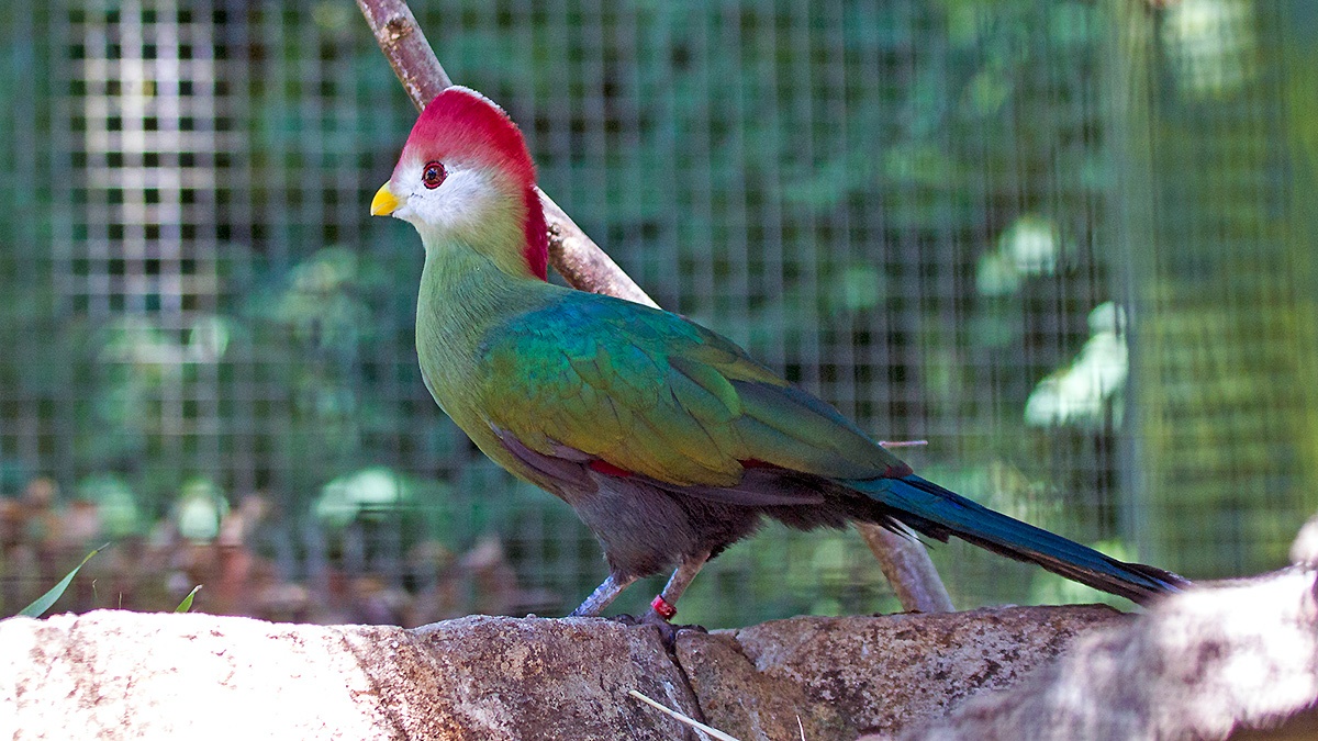 Red-crested Turaco [Tauraco erythrolophus] 