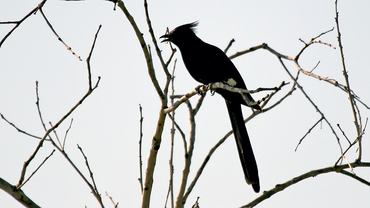 Jacobin Cuckoo [Clamator jacobinus serratus]