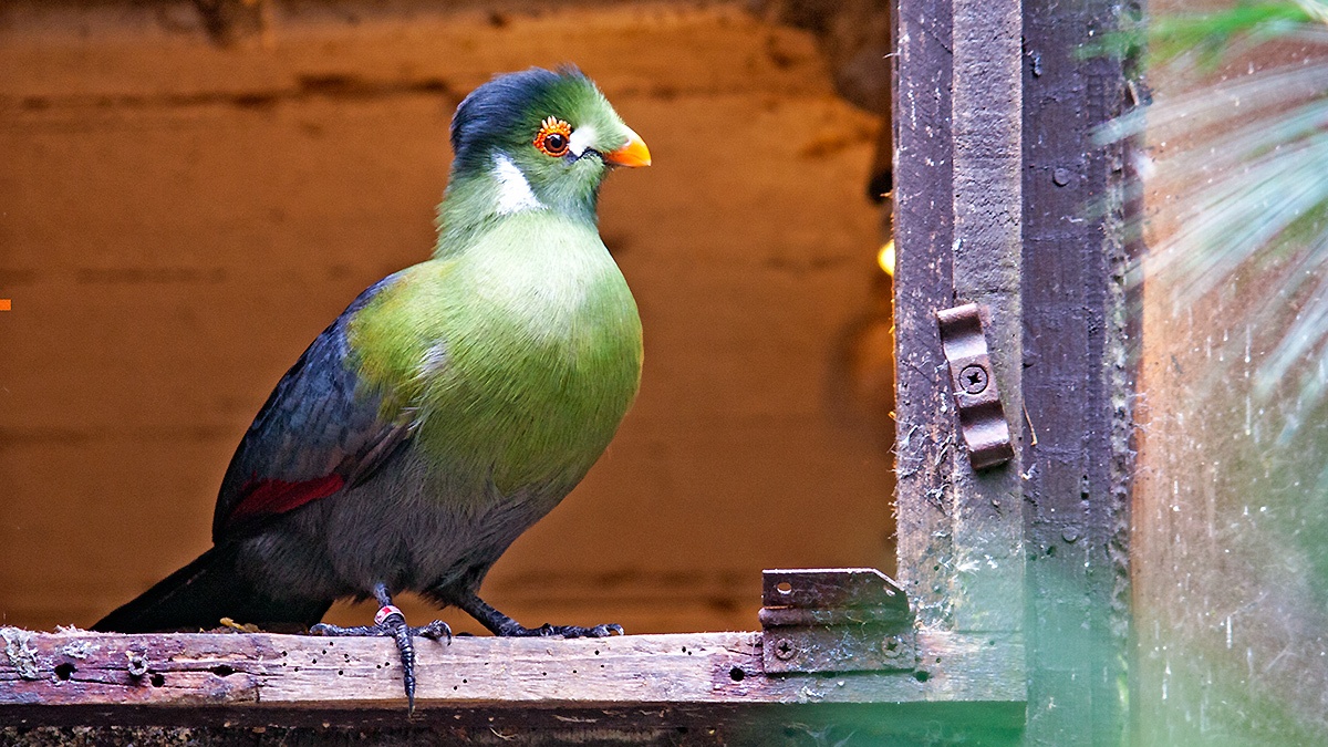 White-cheeked Turaco [Menelikornis leucotis leucotis] 