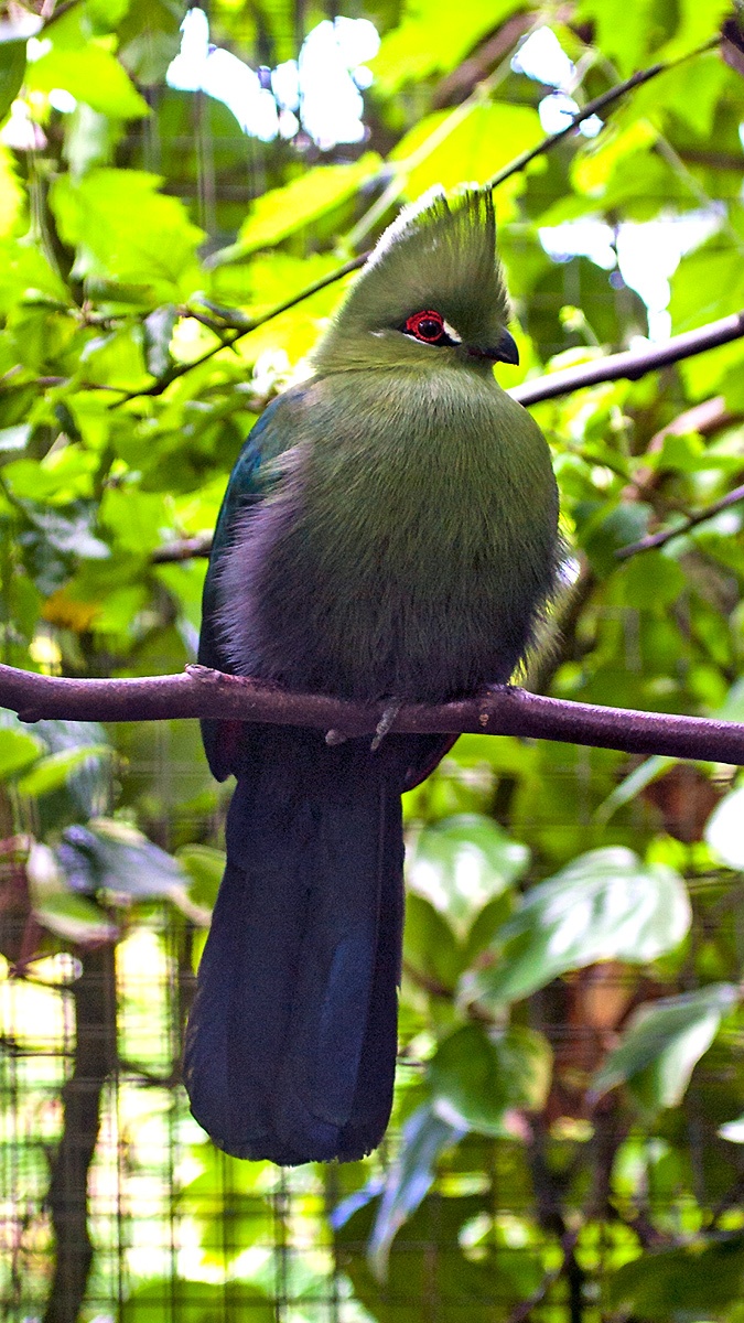 Black-billed Turaco [Tauraco schuettii] 