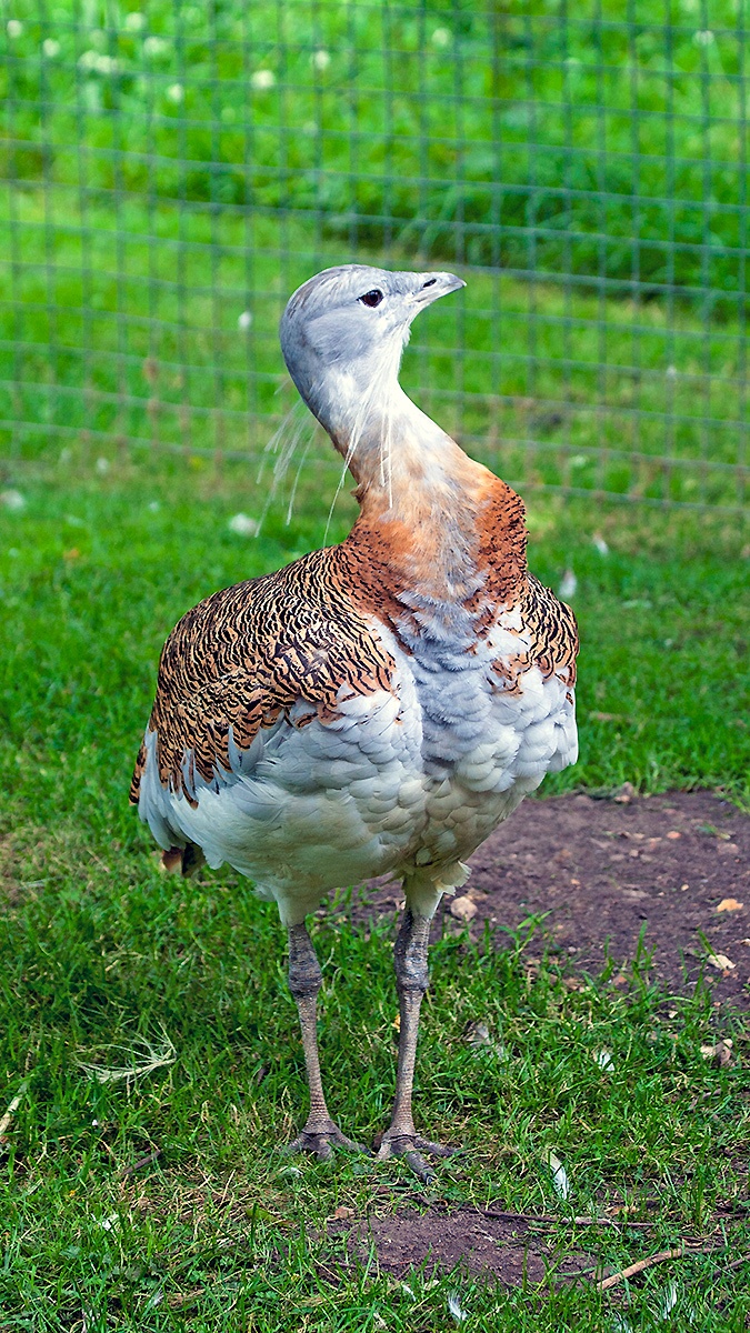 Great Bustard [Otis tarda tarda] 