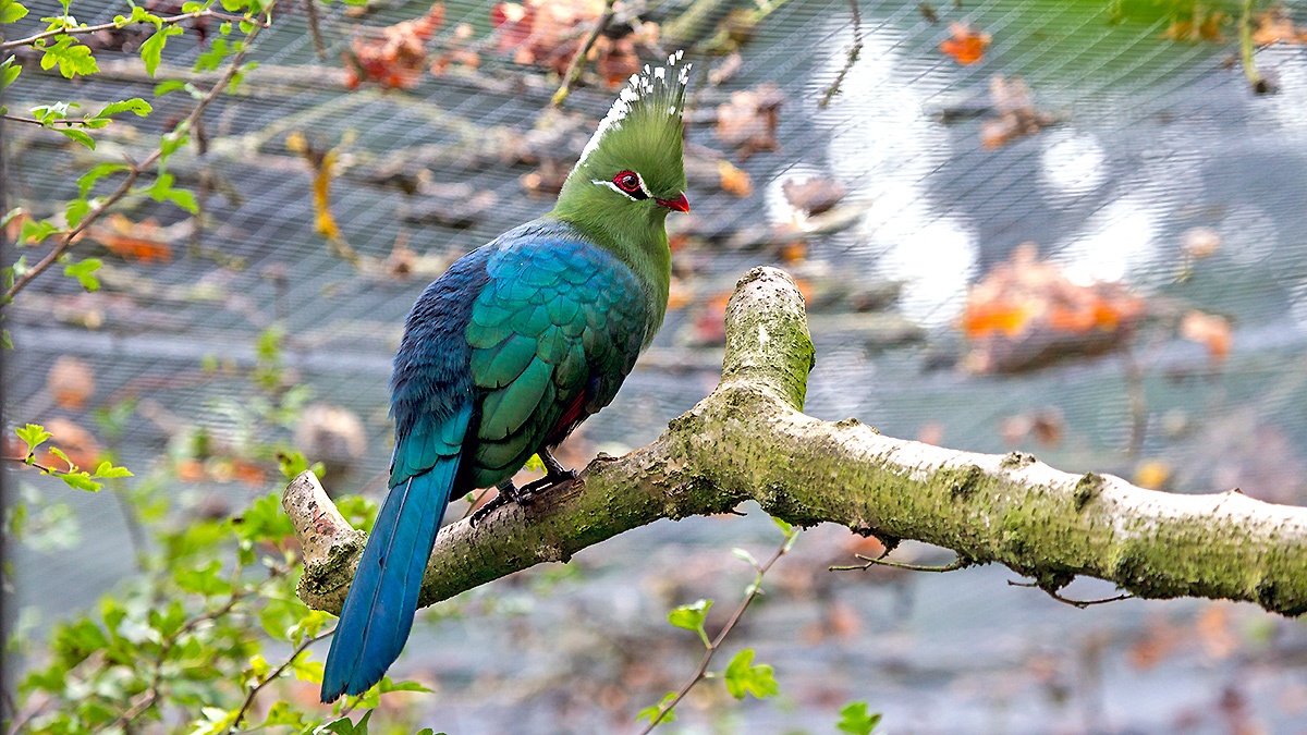 Schalow's Turaco [Tauraco schalowi]