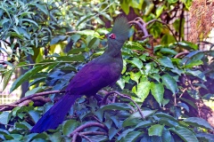 Guinea Turaco [Tauraco persa buffoni] 