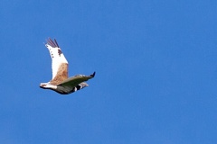Little Bustard [Tetrax tetrax] 