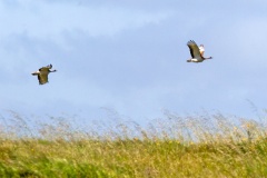 Great Bustard [Otis tarda tarda] 