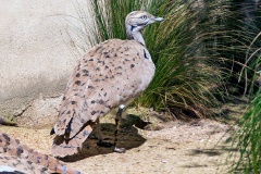 Asian Houbara  [Chlamydotis macqueenii] 
