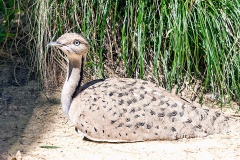 Asian Houbara  [Chlamydotis macqueenii] 