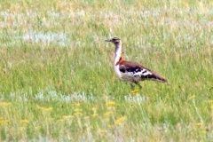 Denham's Bustard [Neotis denhami stanleyi] 