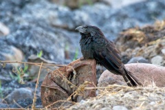 Groove-billed Ani [Crotophaga sulcirostris] 
