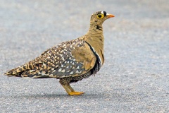 Double-banded Sandgrouse [Pterocles bicinctus multicolor]