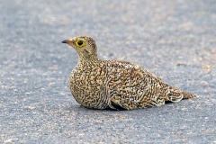 Double-banded Sandgrouse [Pterocles bicinctus multicolor]