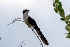 Jacobin Cuckoo [Clamator jacobinus serratus]