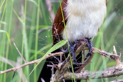 Burchell's Coucal [Centropus burchellii burchellii]