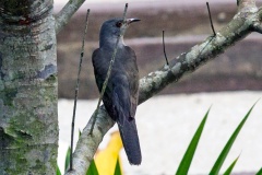 Plaintive Cuckoo [Cacomantis merulinus threnodes]