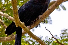 Asian Koel [Eudynamys scolopaceus malayanus] 