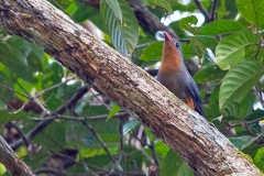 Red-billed Malkoha [Zanclostomus javanicus pallidus] 