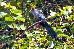 Black-bellied Malkoha [Phaenicophaeus diardi diardi] 