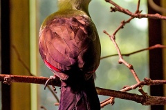 Guinea Turaco [Tauraco persa buffoni]  