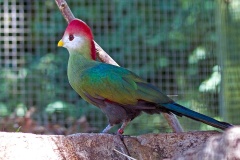 Red-crested Turaco [Tauraco erythrolophus] 