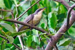 Mangrove Cuckoo [Coccyzus minor] 