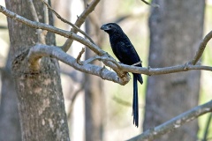 Smooth-billed Ani [Crotophaga ani] 