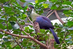White-cheeked Turaco [Menelikornis leucotis leucotis]