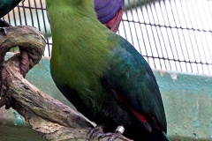 Livingstone's Turaco [Tauraco livingstonii] 