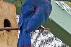 Great Blue Turaco [Corythaeola cristata] 