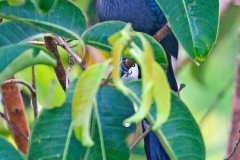 Chestnut-bellied Malkoha [Phaenicophaeus sumatranus singularis]