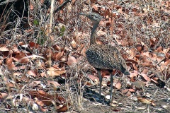 Red-crested Korhaan [Lophotis ruficrista] 