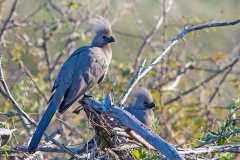 Grey Go-away-bird [Crinifer concolor concolor]