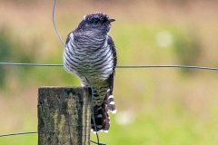 Common Cuckoo [Cuculus canorus canorus]