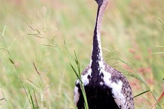 Black-bellied Bustard [Lissotis melanogaster notophila]