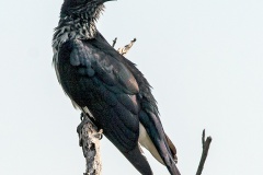 Levaillant's Cuckoo [Clamator levaillantii]