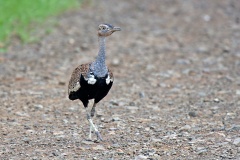 Red-crested Korhaan [Lophotis ruficrista]