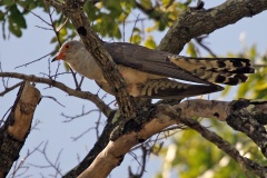 African Cuckoo [Cuculus gularis]