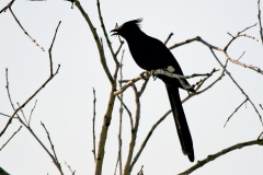 Jacobin Cuckoo [Clamator jacobinus serratus]
