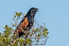 Black Coucal [Centropus grillii]