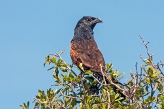 Black Coucal [Centropus grillii]