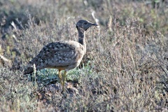 Karoo Korhaan [Eupodotis vigorsii vigorsii]