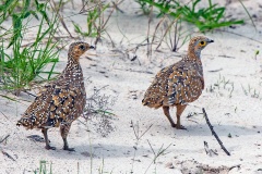 Burchell's Sandgrouse [Pterocles burchelli]
