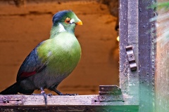 White-cheeked Turaco [Menelikornis leucotis leucotis] 
