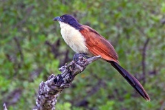 Senegal Coucal [Centropus senegalensis flecki]